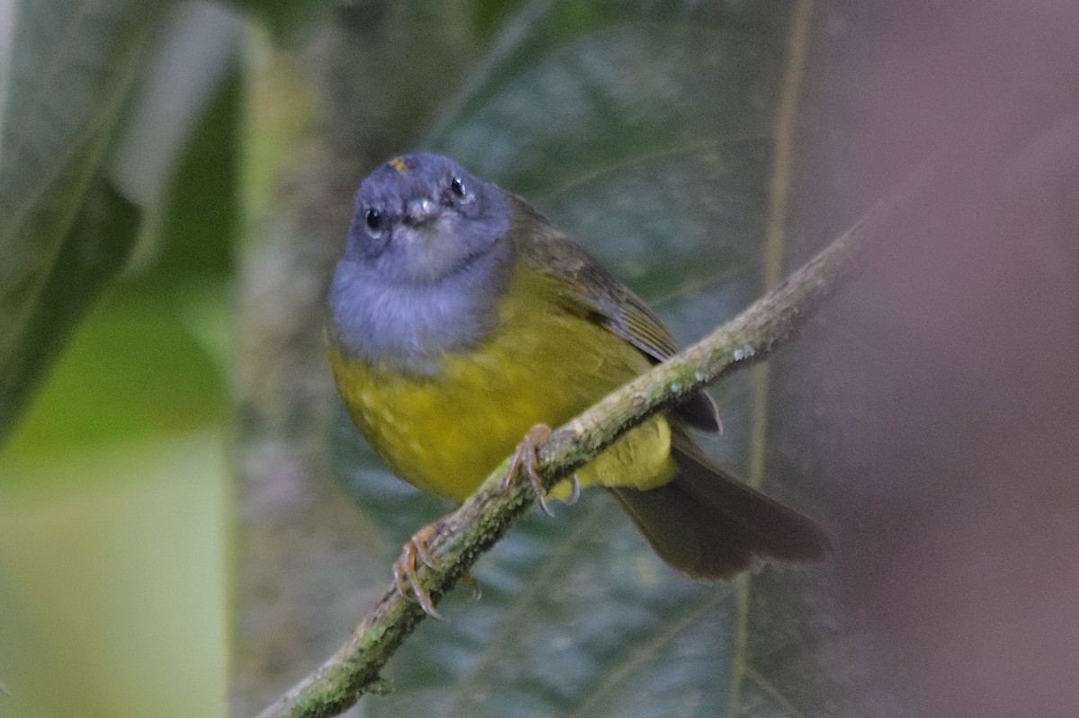 Gray-throated Warbler - JUAN ANTONIO ALONSO DE JUAN