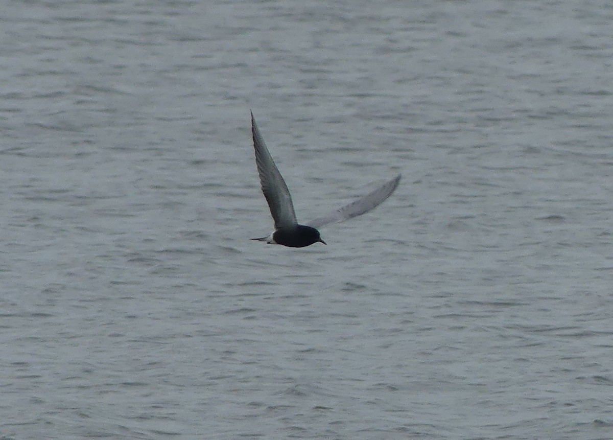 Black Tern - claudine lafrance cohl
