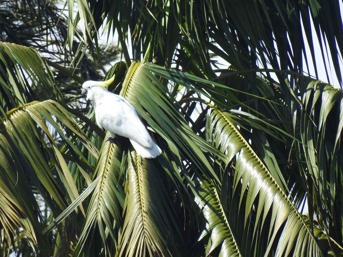 Sulphur-crested Cockatoo - Rodrigo Munzenmayer