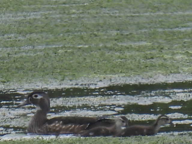 Wood Duck - ML619059066