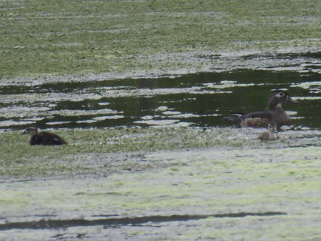 Wood Duck - ML619059067