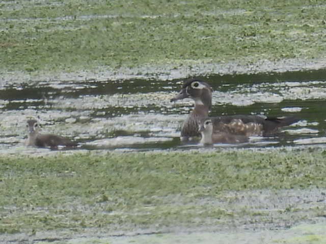 Wood Duck - ML619059070