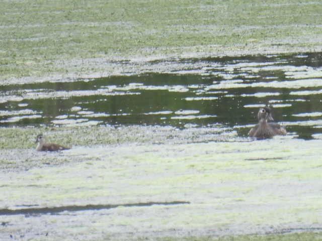 Wood Duck - ML619059071