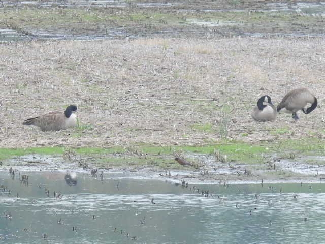 Canada Goose - Stew Stewart