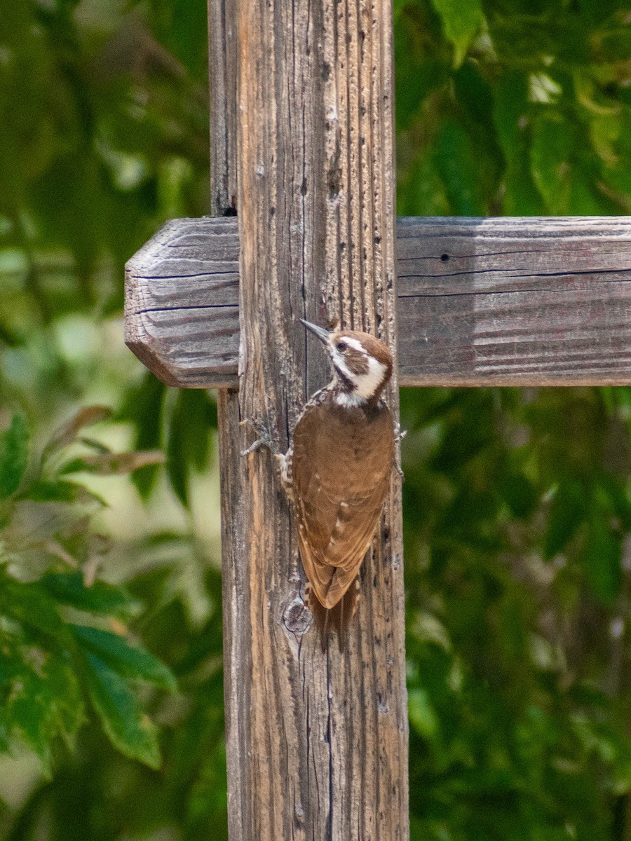 Arizona Woodpecker - John Samuelson