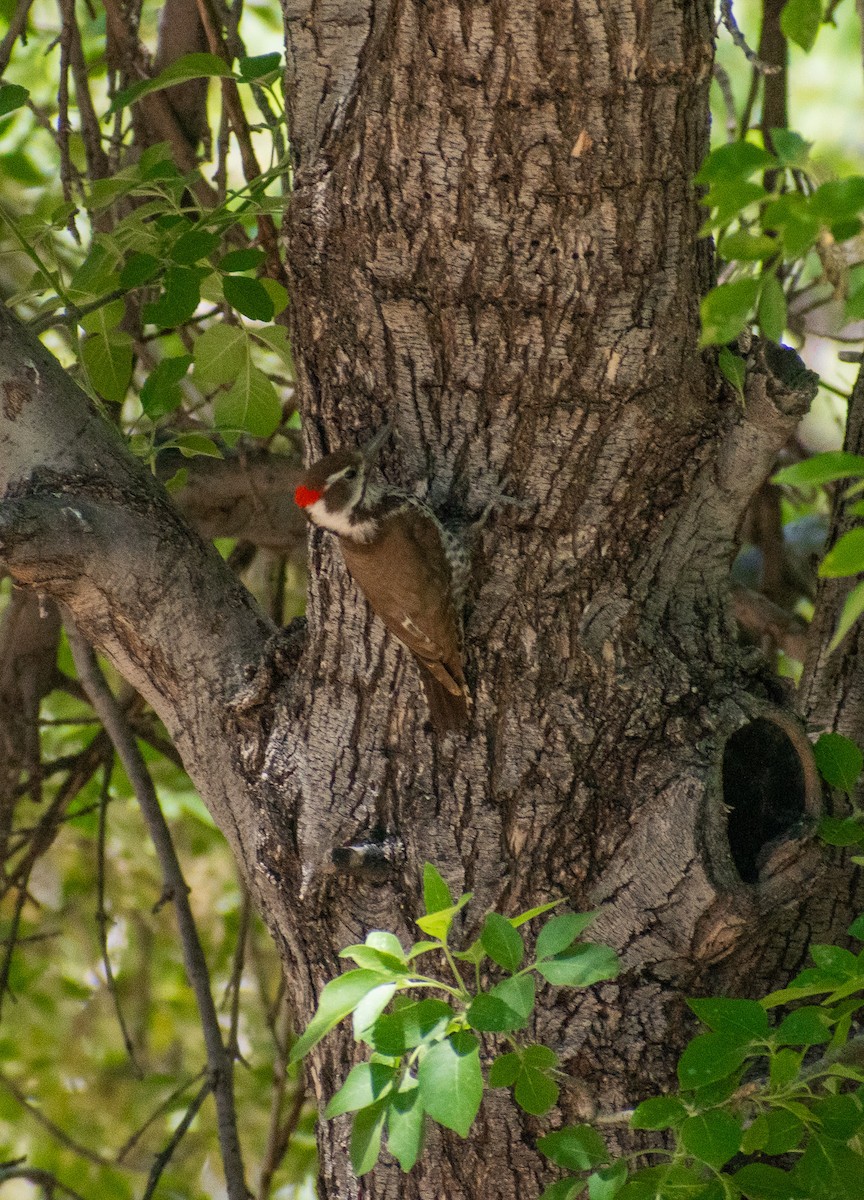 Arizona Woodpecker - John Samuelson