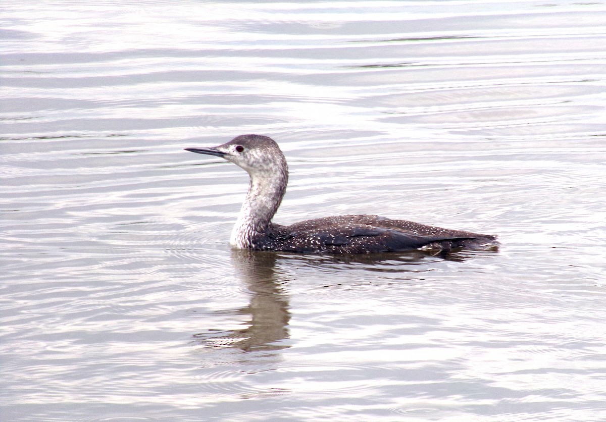 Red-throated Loon - ML619059095