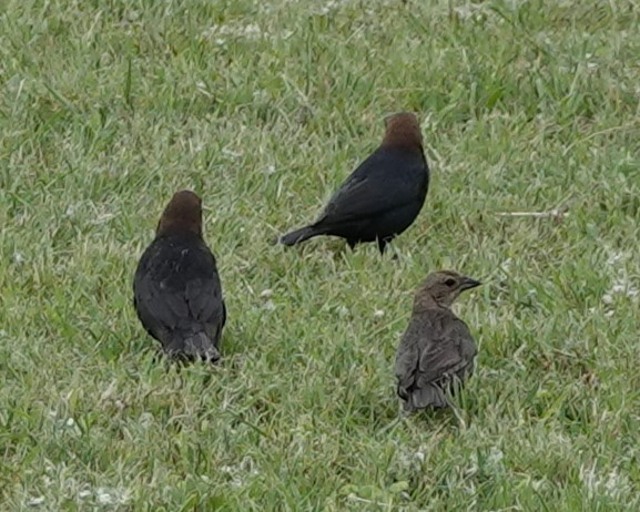 Brown-headed Cowbird - ML619059101