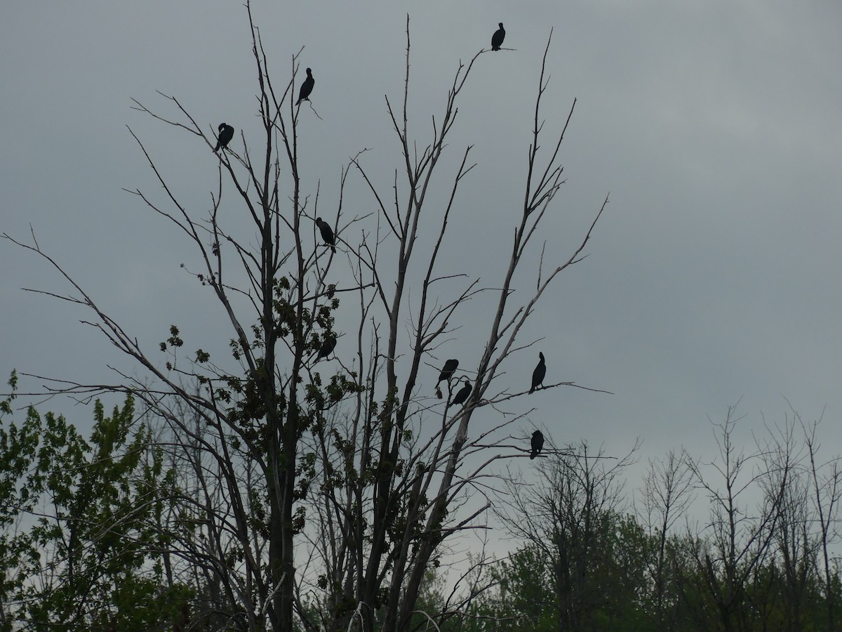 Double-crested Cormorant - claudine lafrance cohl