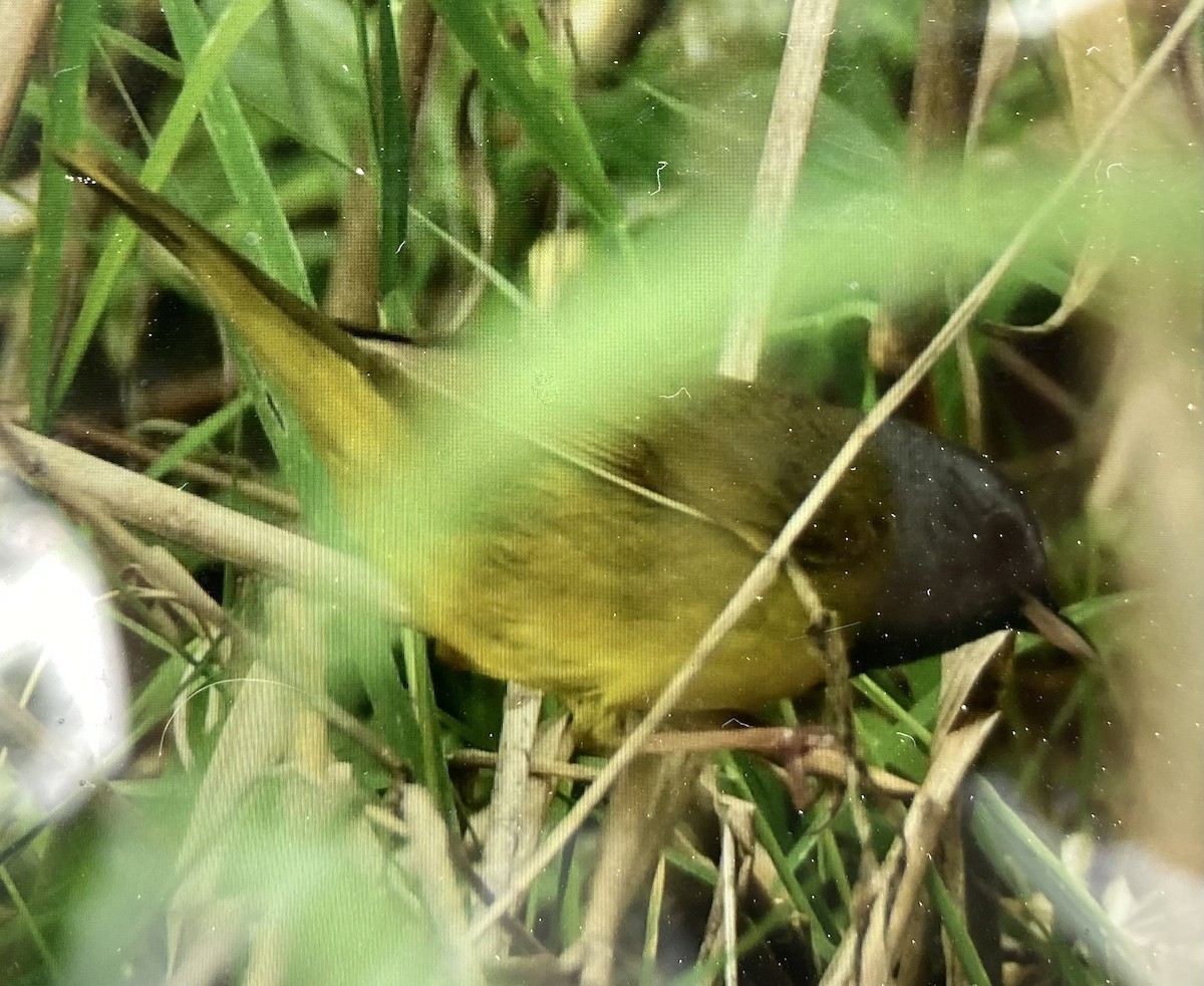 Mourning Warbler - Tom Frankel