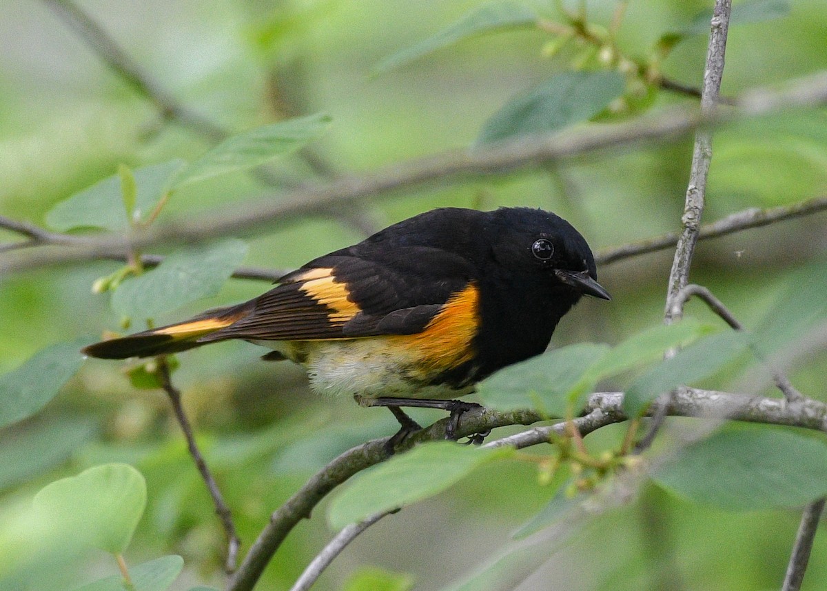 American Redstart - ML619059110