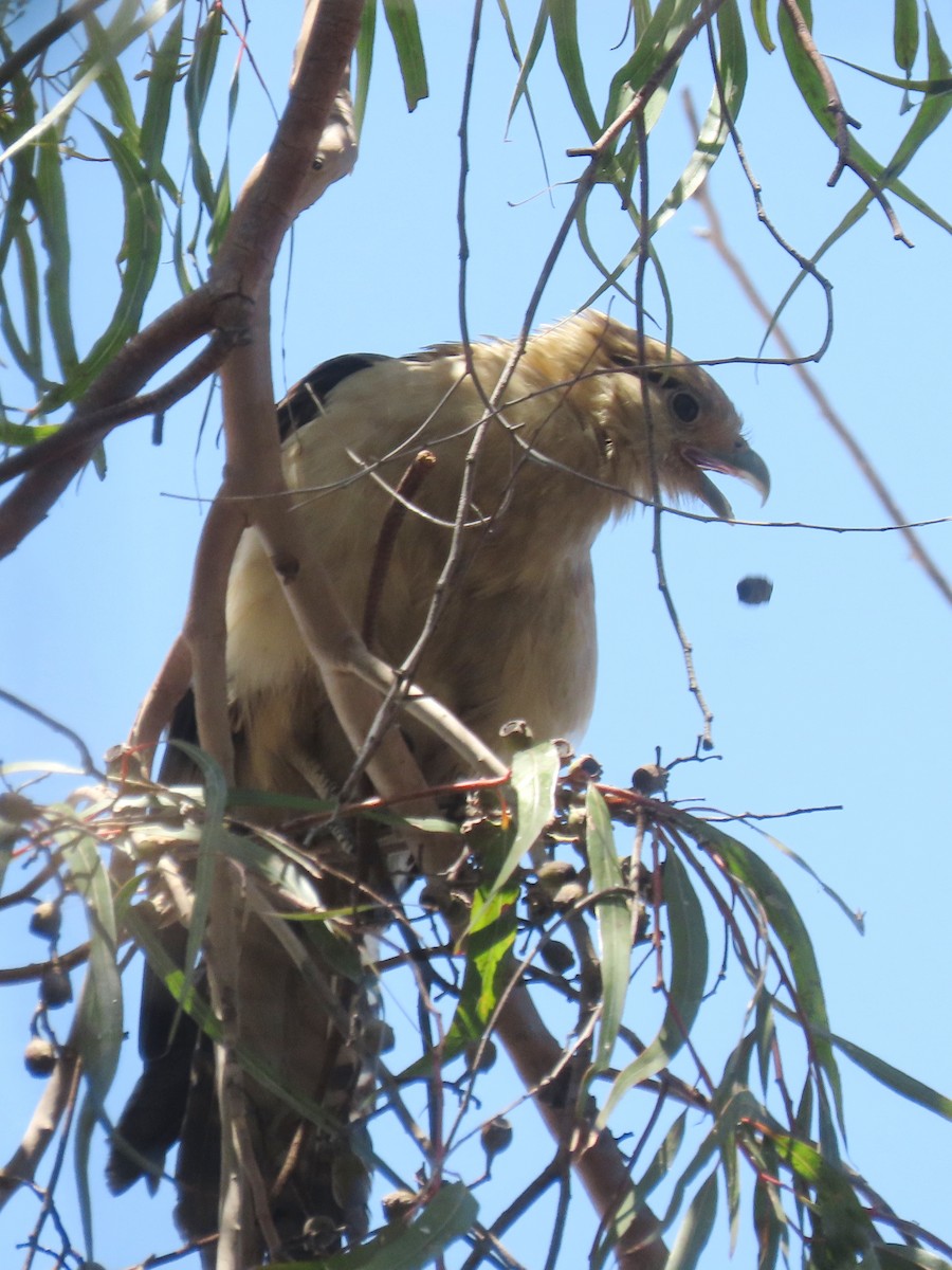 Yellow-headed Caracara - ML619059132