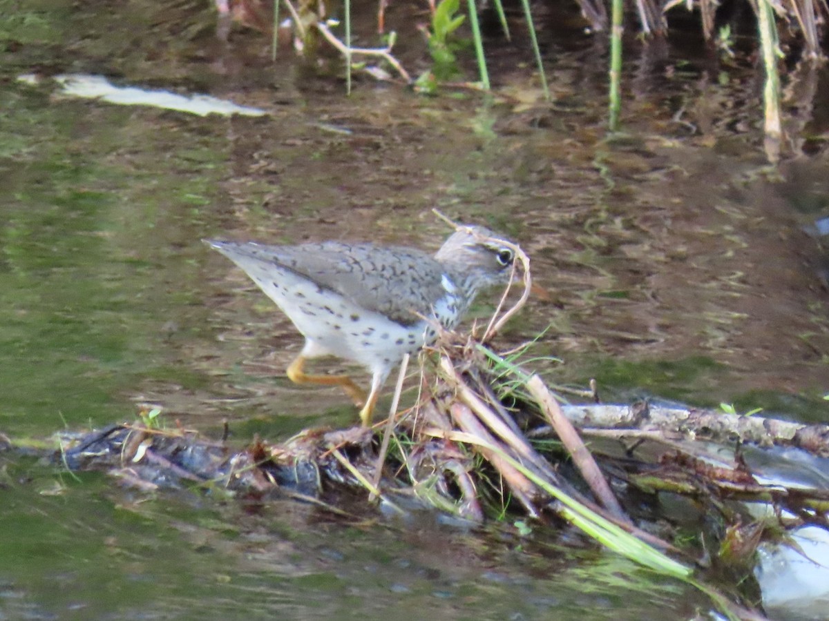 Spotted Sandpiper - Ericka Albright