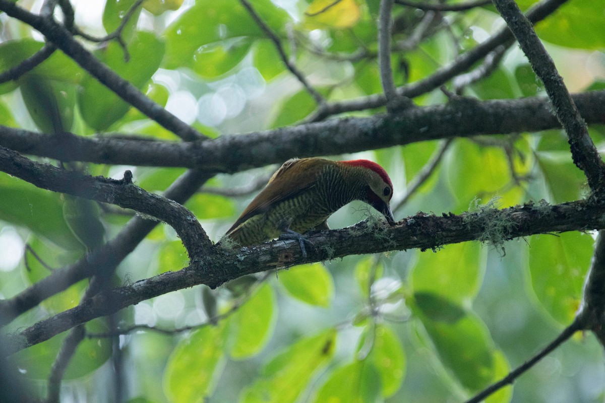 Golden-olive Woodpecker - Diego Joaqui Daza