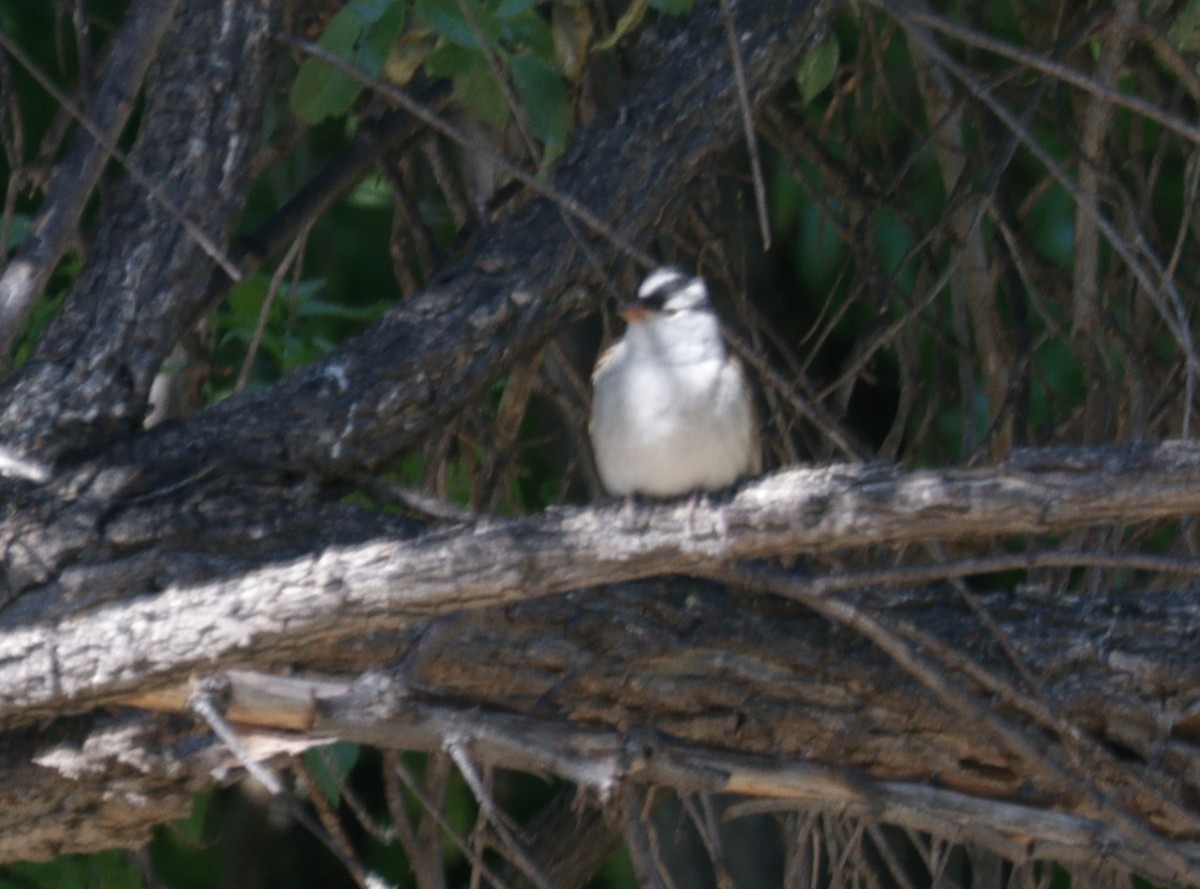 White-crowned Sparrow - Daphne Asbell