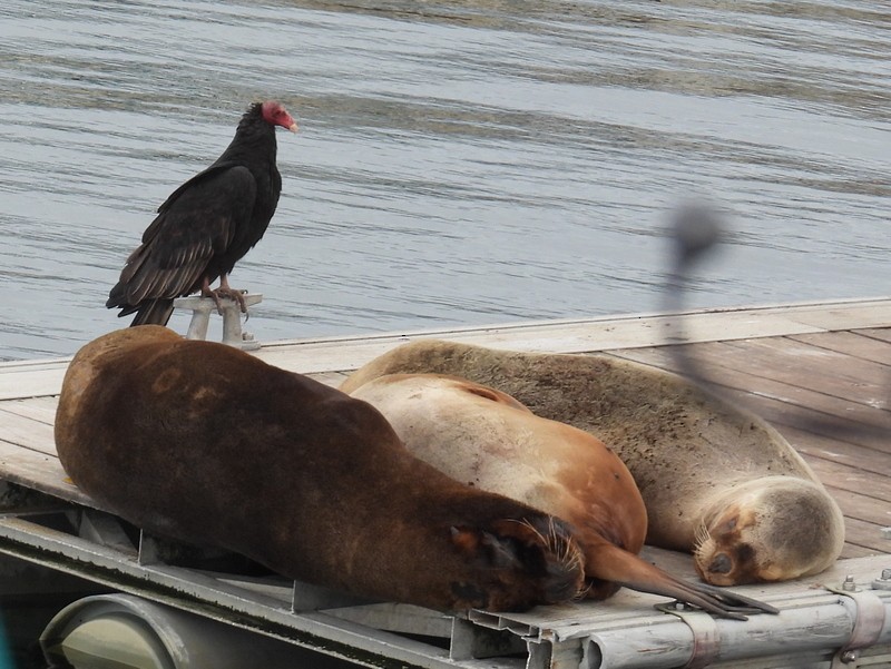 Turkey Vulture (South Temperate) - ML619059172