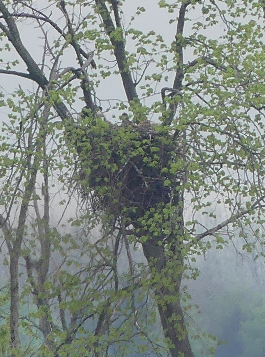 Bald Eagle - ML619059176