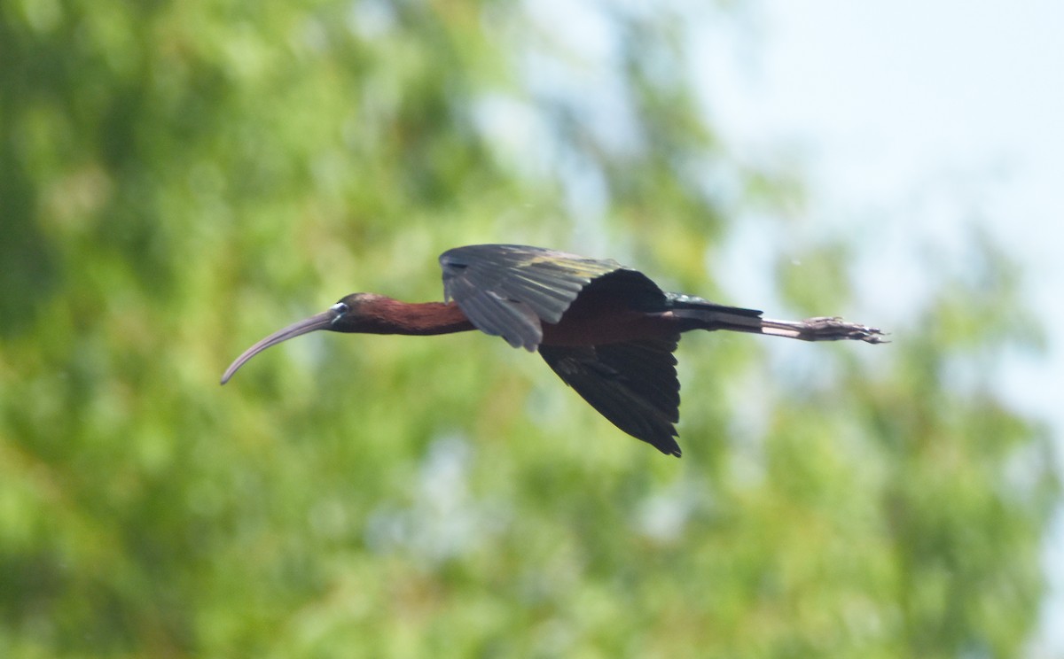 ibis hnědý - ML619059179