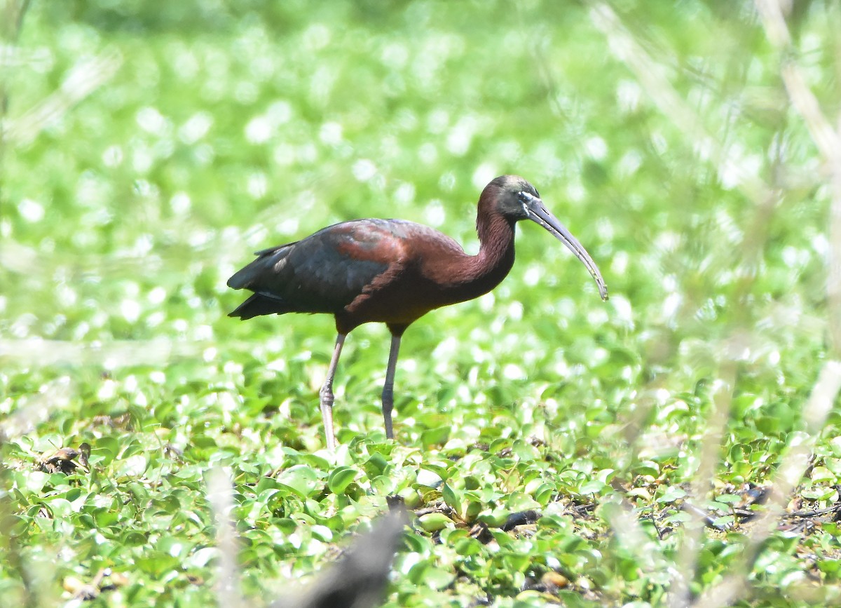 Glossy Ibis - Erik Johnson