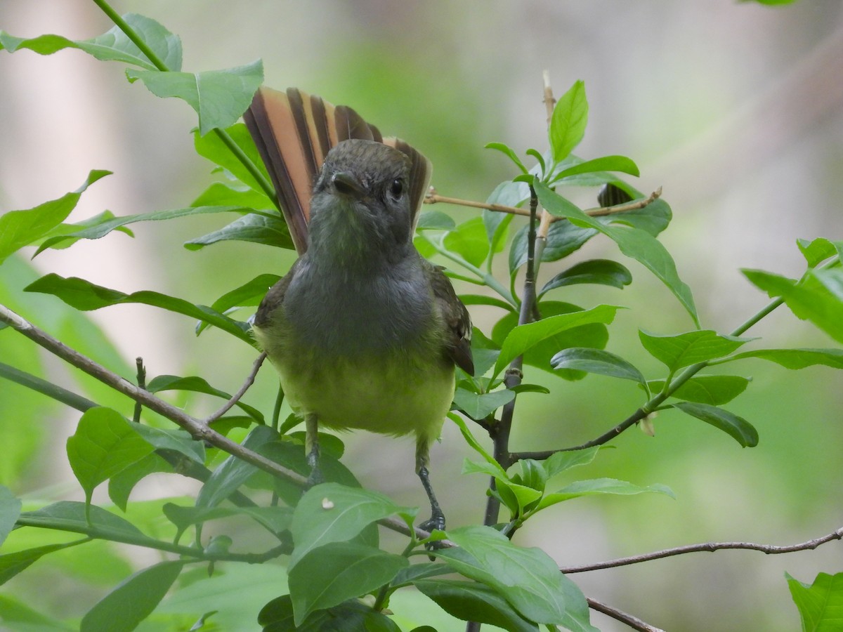 Great Crested Flycatcher - Peter L