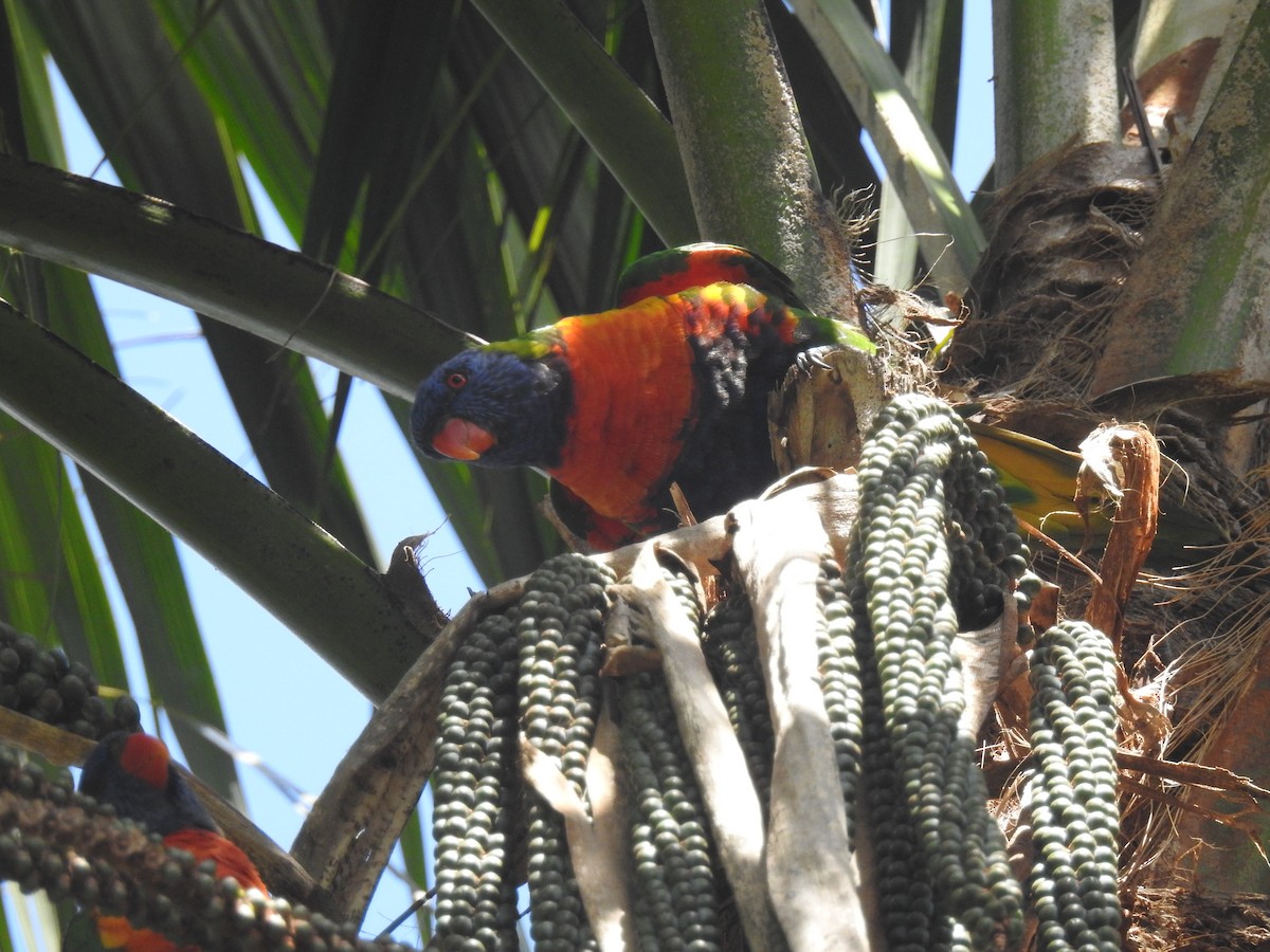 Rainbow Lorikeet - ML619059205