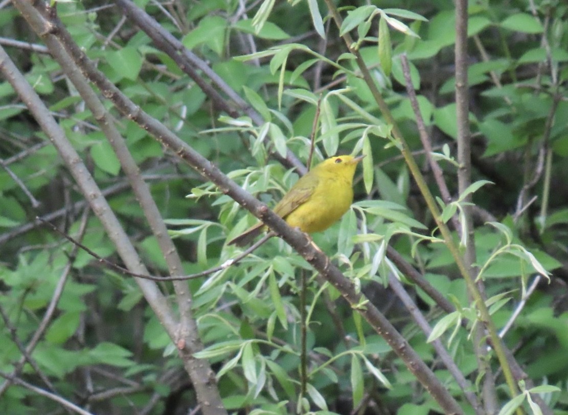 Wilson's Warbler - ML619059207