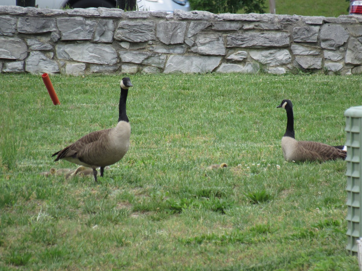 Canada Goose - Tyler Bell