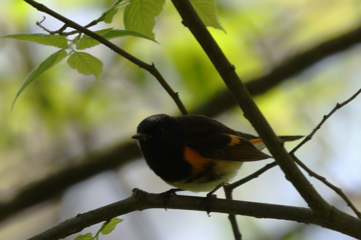 American Redstart - Glenda Jones