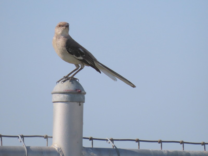 Northern Mockingbird - suga moriwaki
