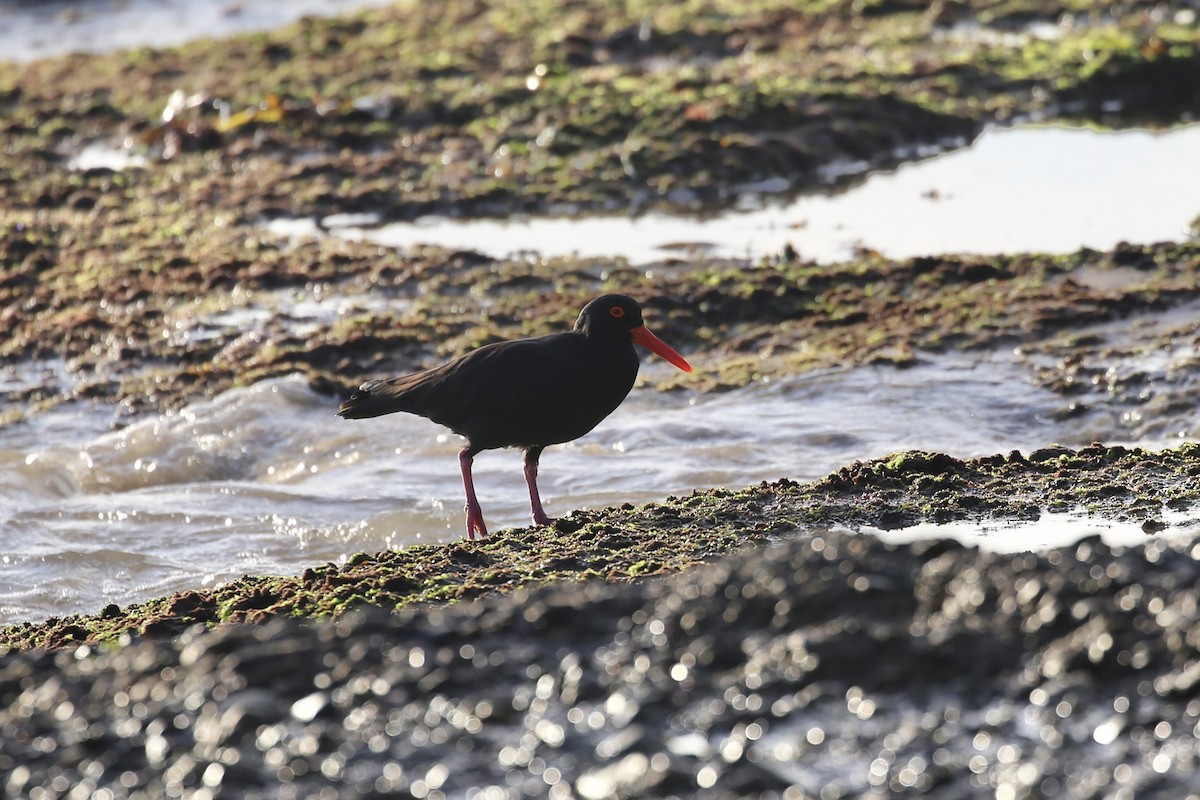 Sooty Oystercatcher - Jim Stone