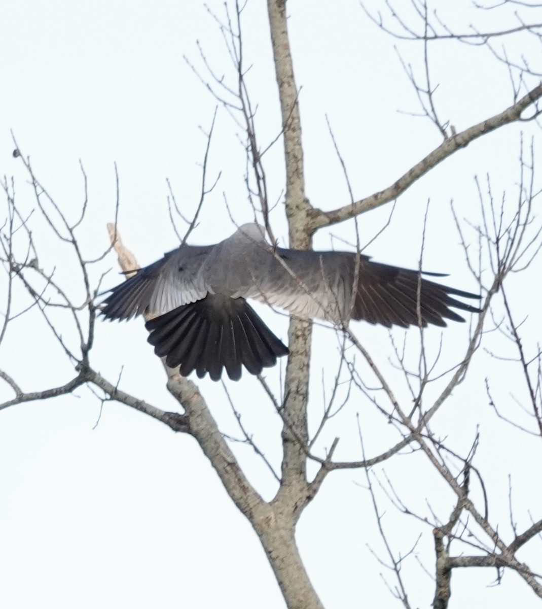 Mississippi Kite - Michael Calamari