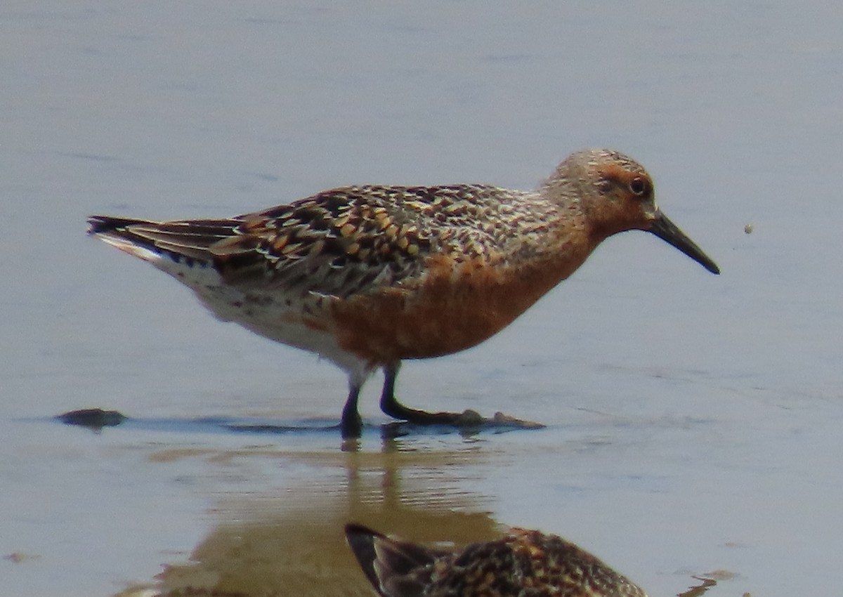 Red Knot - Paul Aston