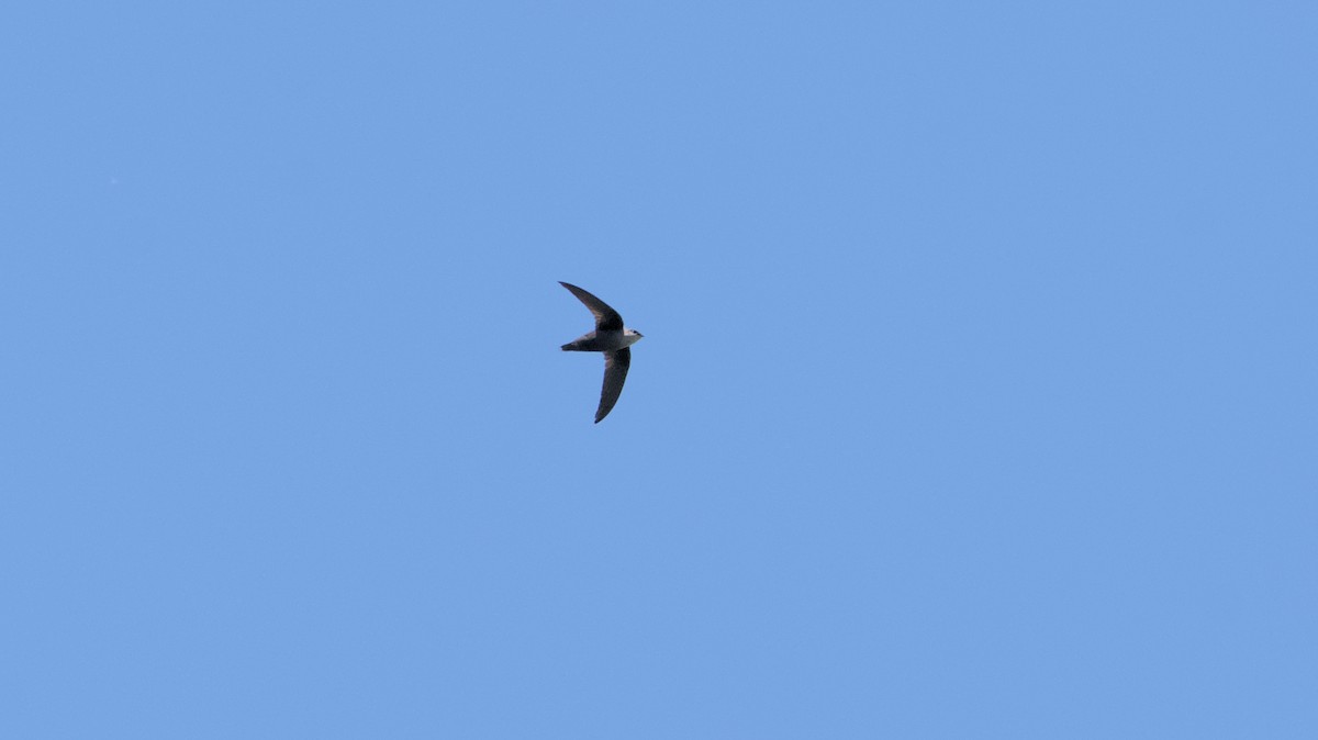 Chimney Swift - ML619059295