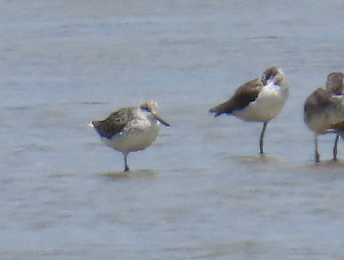 Nordmann's Greenshank - ML619059327