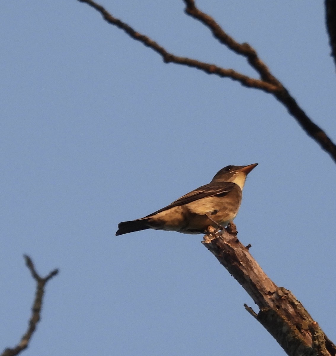 Olive-sided Flycatcher - ML619059339