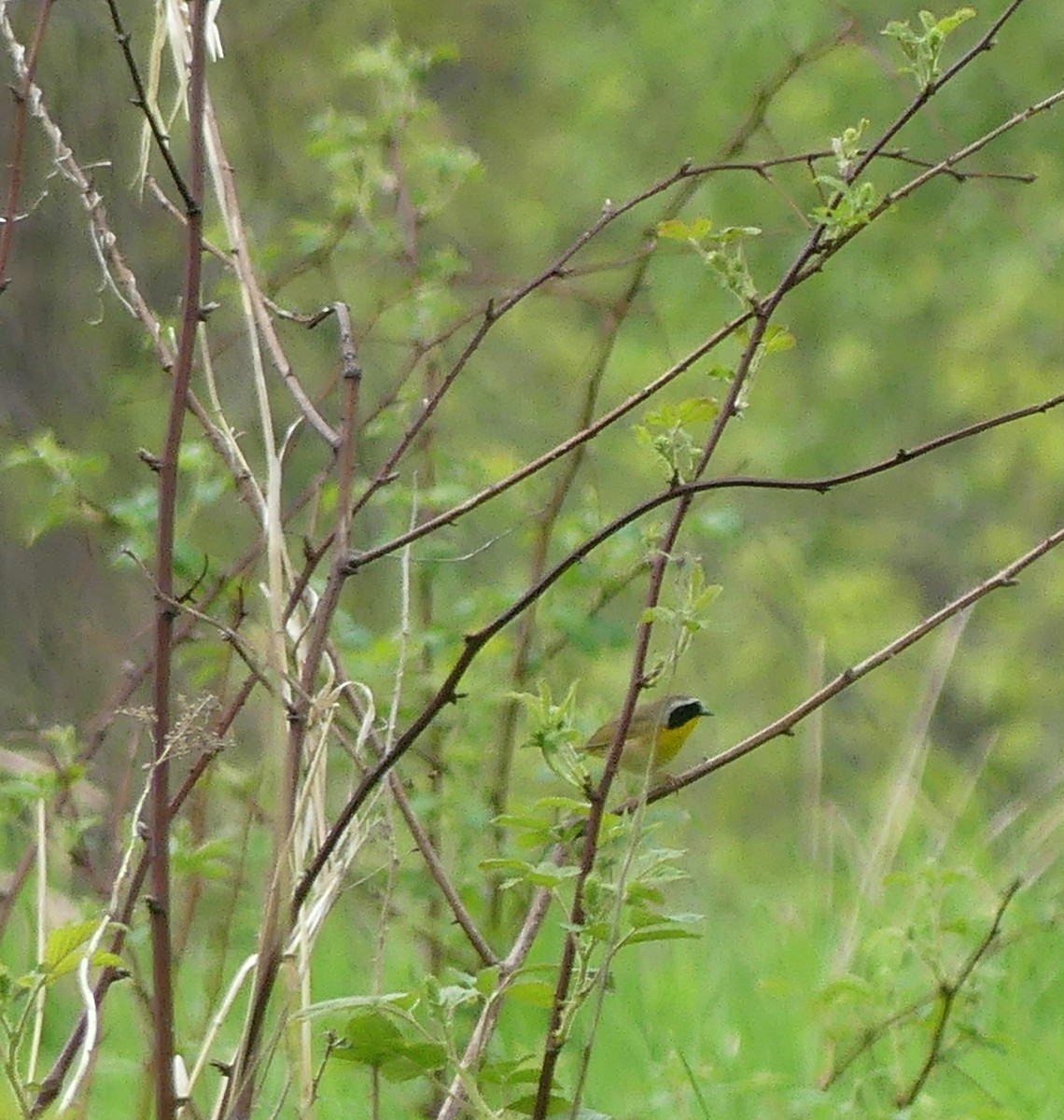 Common Yellowthroat - claudine lafrance cohl