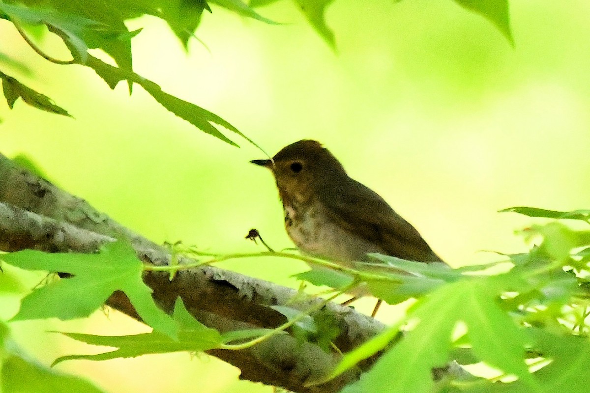 Swainson's Thrush - ML619059355