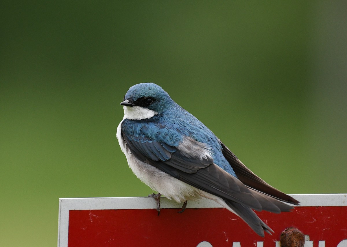 Golondrina Bicolor - ML619059356