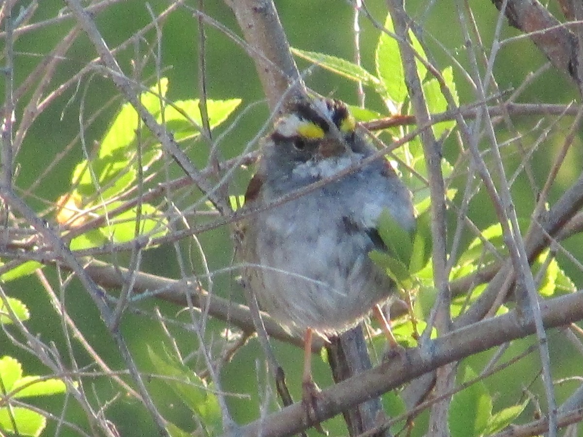White-throated Sparrow - Felice  Lyons