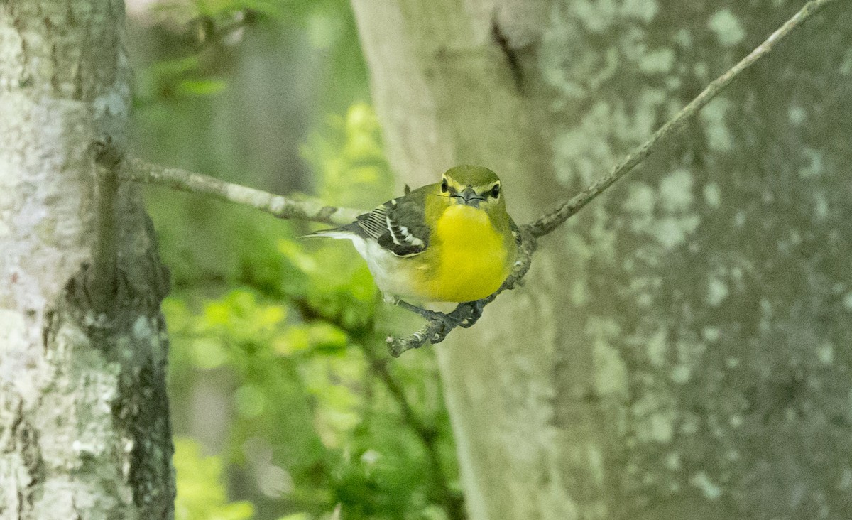 Yellow-throated Vireo - Jeanne Cimorelli