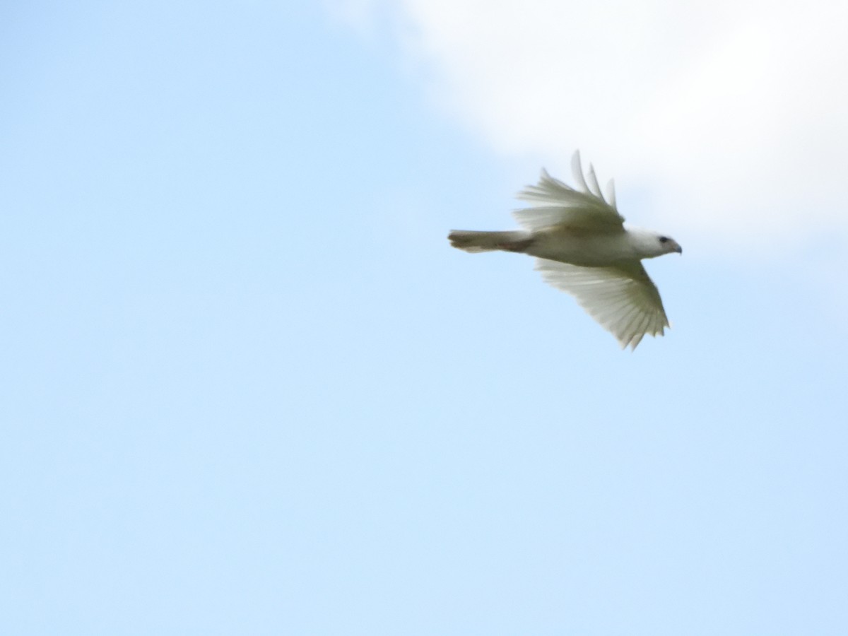 káně rudochvostá - ML619059370