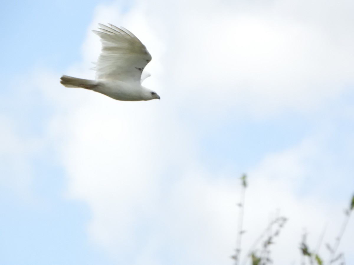 Red-tailed Hawk - ML619059371