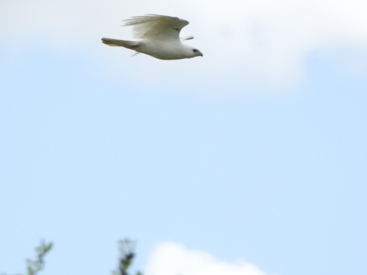 káně rudochvostá - ML619059373