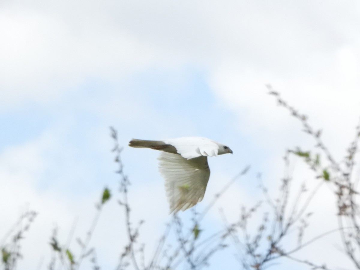 Red-tailed Hawk - ML619059374
