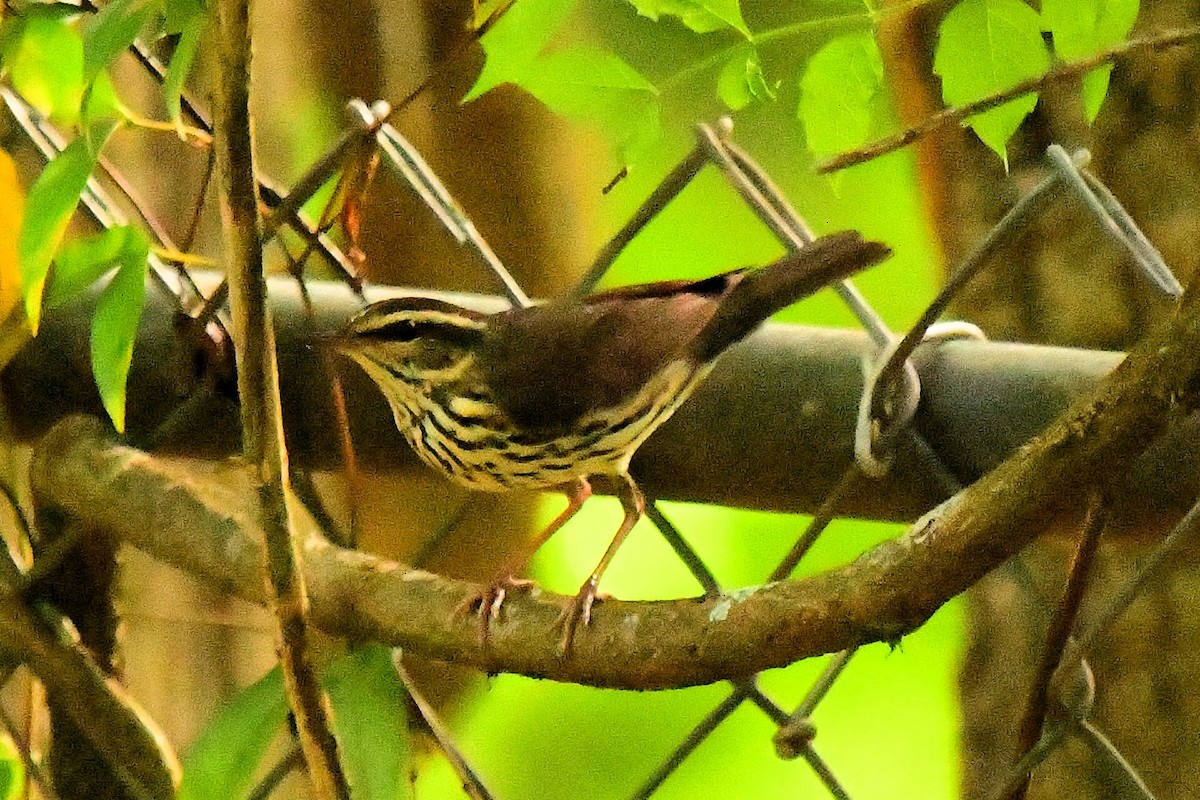 Northern Waterthrush - ML619059386