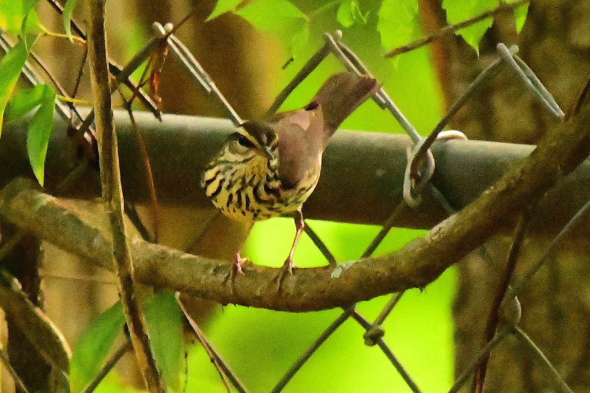 Northern Waterthrush - ML619059387