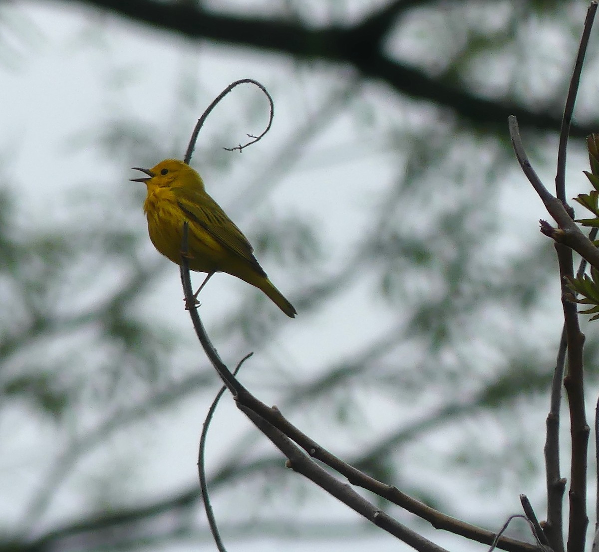 Yellow Warbler - claudine lafrance cohl