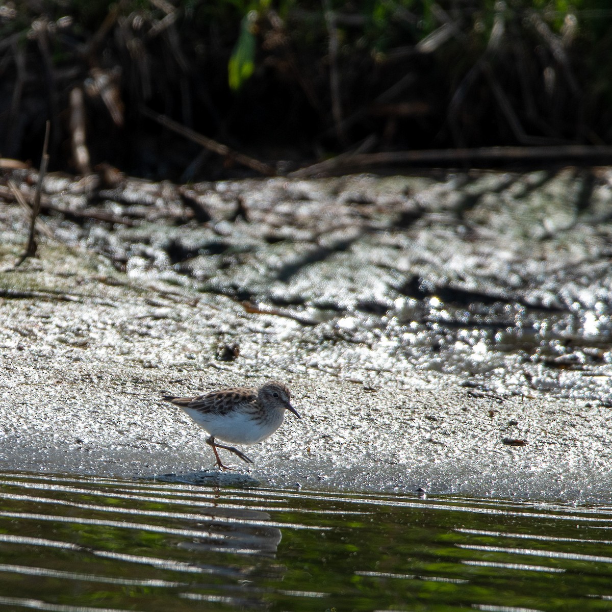 Least Sandpiper - ML619059401