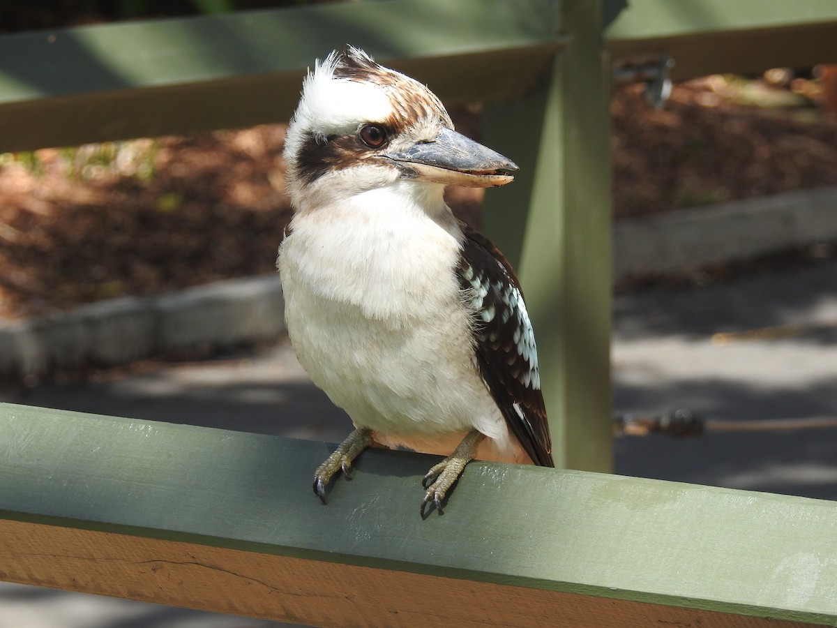 Laughing Kookaburra - Rodrigo Munzenmayer