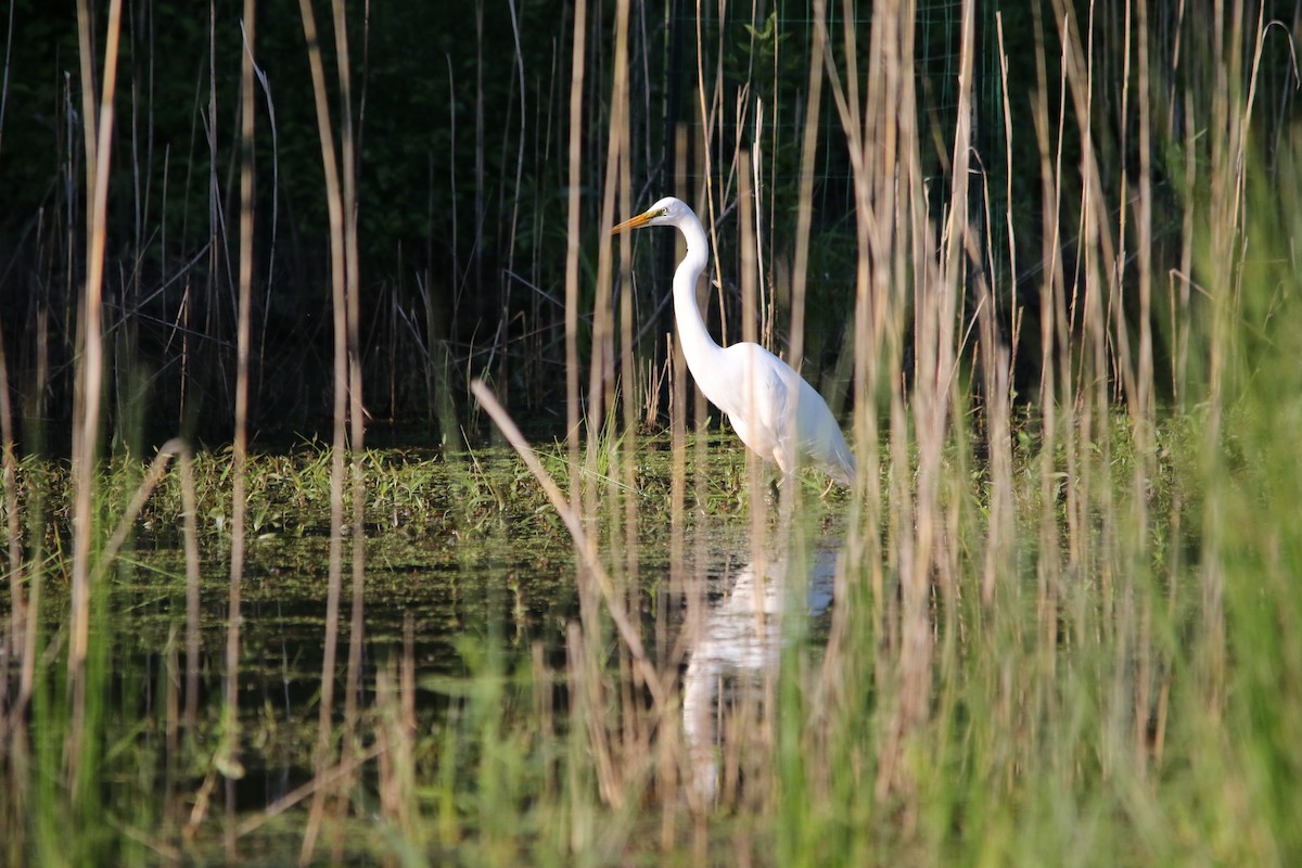 Great Egret - Andy M